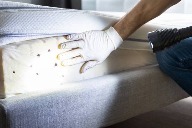 Best Wasp Removal Services  in Haskell, AR