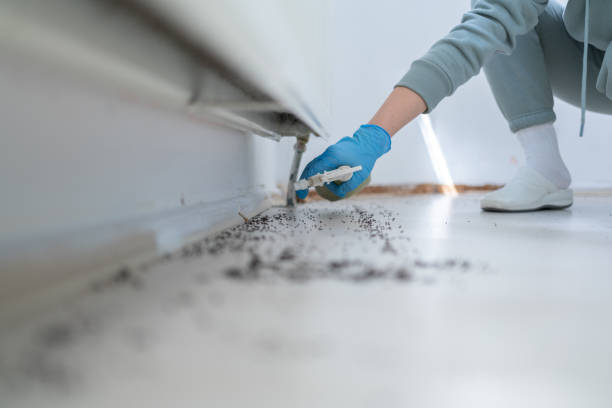 Best Termite Control Services  in Haskell, AR